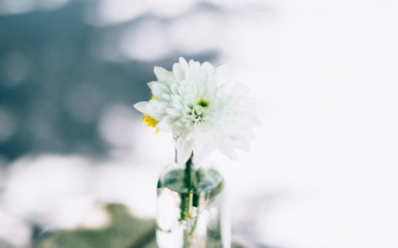 bouquet, focus on foreground, 5K, growth, nature, vase, petal, bloom, day, petaled, flower head, no people, wedding, flower arrangement, close, vulnerability