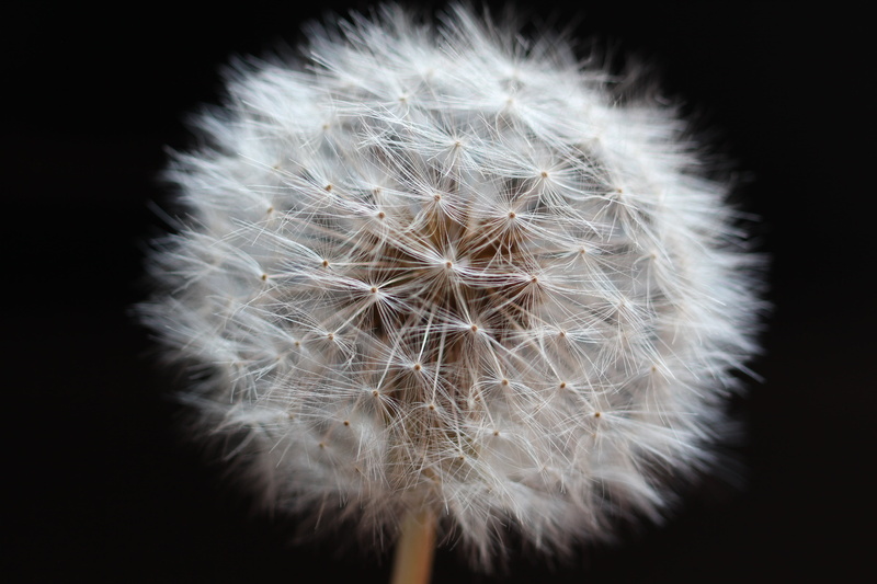 indoors, black background, dandelion, inflorescence, fragility, close-up, nature, seed, no people, dandelion seed, stem, close, freshness, photography