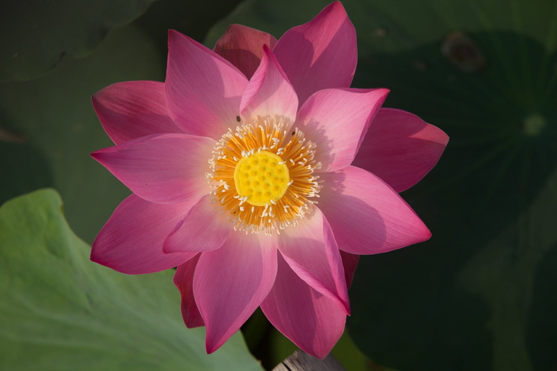 leaf, flower, fresh, nature, flower head, garden, day, growth, lotus, beauty in nature, lotus water lily, no people, pollen, inflorescence, focus on foreground