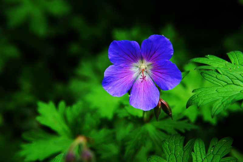 raindrop, beauty in nature, focus on foreground, freshness, delicate flower, inflorescence, garden, petal, plant part, small flower, bloom, fragility, blue