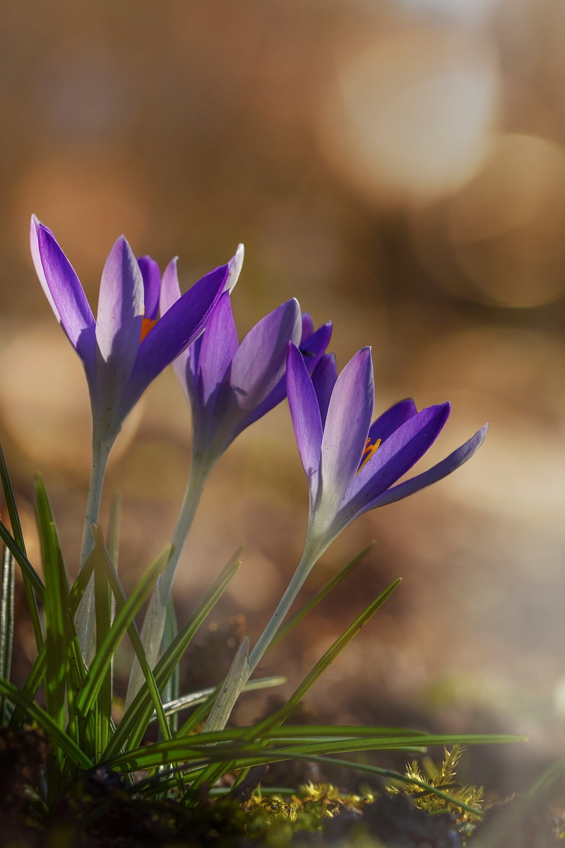 purple, day, petaled, nature, frühlingsanfang, fragility, garden, selective focus, close, spring flower, crocus, plant, spring crocus, iris, freshness