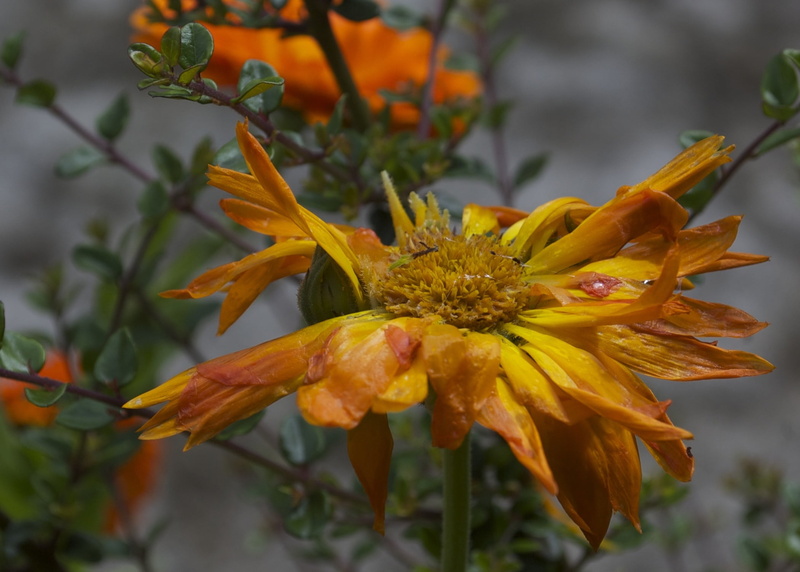 1080P, outdoors, decompose, ecological, decay, beauty in nature, rot, grunge, wilting, fragility, close-up, autumn, flower Head, leaves, flowering plant