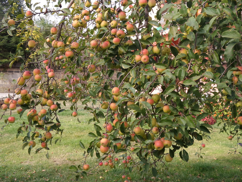 day, autumn, garden, apple tree, food, 5K, field, freshness, fruit tree, ripe, plant, nature, leaf, no people, harvest, orchard, fruit, growth, healthy eating