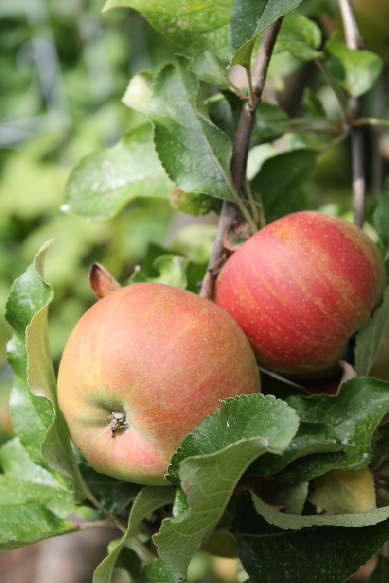 green Color, autumn, crop, orchard, no people, healthy Eating, wellbeing, garden, fruit, organic, close-up, farm, freshness, agriculture, Apple Tree, nature