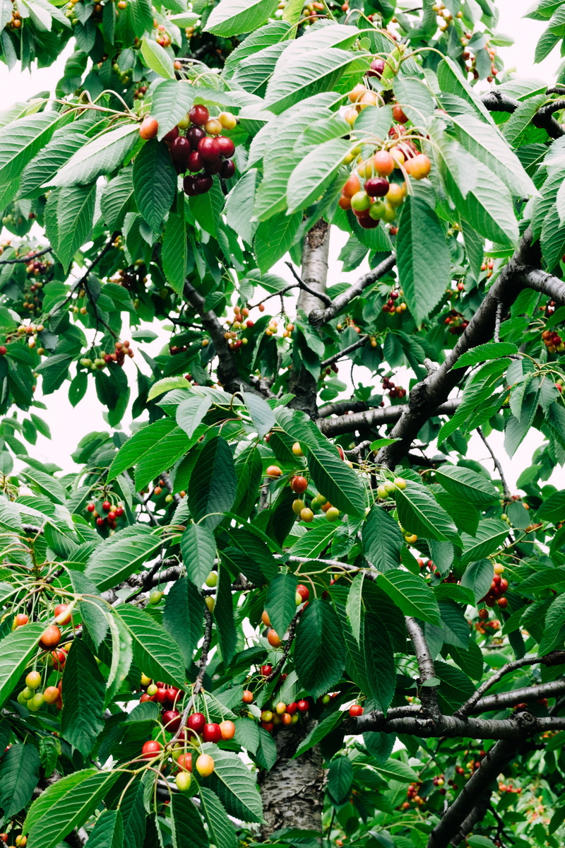 low angle view, agriculture, spring, summer, rowanberry, color, healthy eating, branch, orchard, leaf, bunch, garden, freshness, cherries, outdoors, outdoor