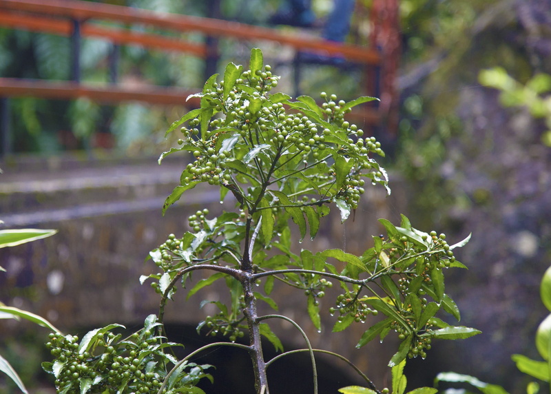 freshness, summer, agriculture, raindrop, selective focus, growth, green color, crop, healthy, ripe, no people, juicy, vitamin, food, raw, garden, fresh
