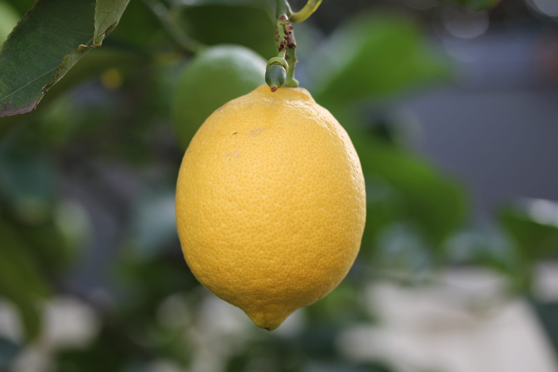 ripe, harvest, citrus fruit, yellow, growth, day, summer, branch, delicious, garden, gardening, plant, farm, grow, healthy, focus on foreground, freshness