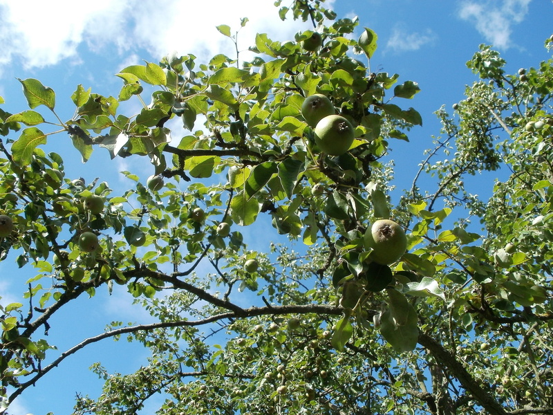 garden, pyrus, healthy, botany, environment, nature, fruit, green, apple tree, leaf, sky, beauty in nature, natural, food, green color, crop, cloud - sky