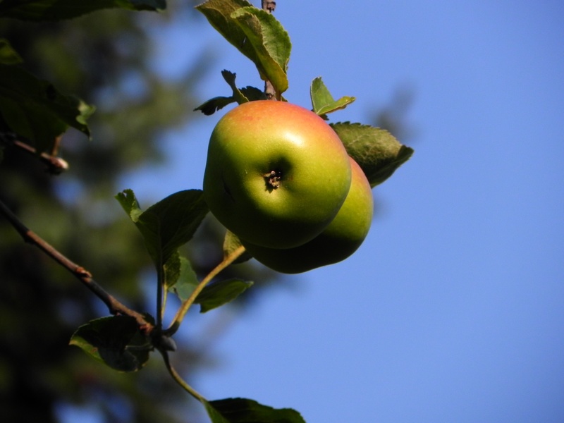 growth, autumn colours, green color, freshness, day, leaf, fruit, harvest, food, low angle view, sky, sweet, tree, plant, plant part, 2K, close-up, vitamins