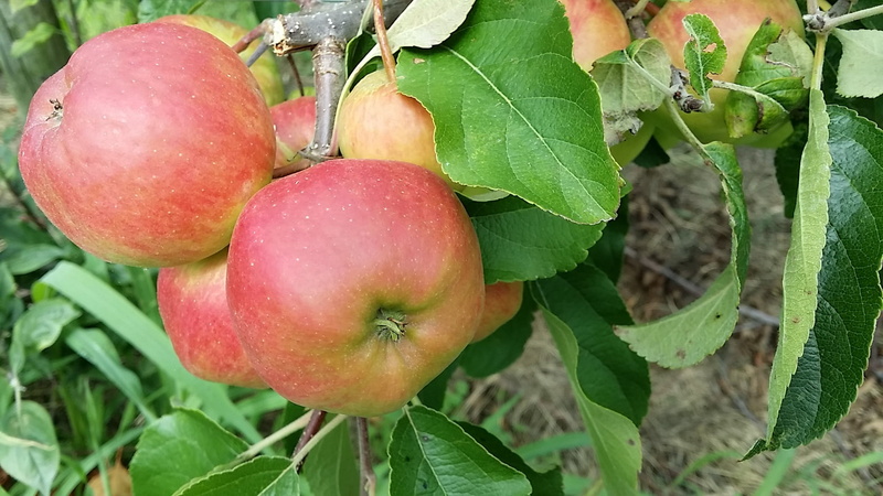 apple tree, organic, frisch, outdoors, summer, freshness, apple, tree, nature, red, food and drink, healthy eating, apple - Fruit, ripe, wellbeing, plant part