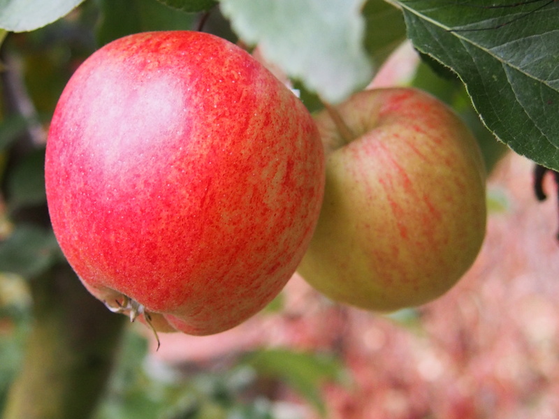no people, wellbeing, plant part, fruit, plant, leaf, focus on foreground, red, branch, garden, nature, ripe, 4K, food and drink, healthy Eating, health