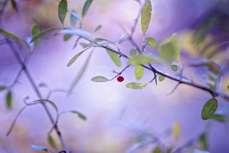 fresh, plant, orchard, farm, branch, gardening, berry, juicy, close-up, flowering plant, agriculture, beauty in nature, close, season, selective focus