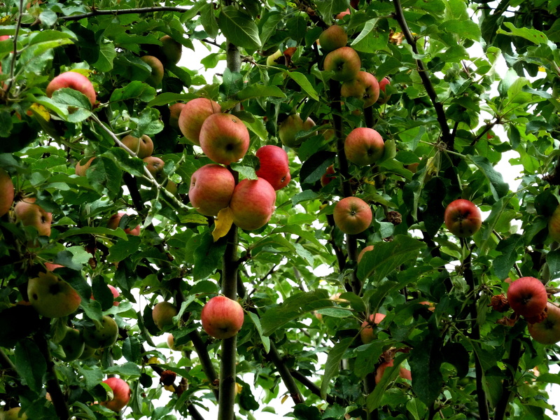 summer, food and drink, autumn, leaf, freshness, branch, apple - Fruit, harvest, healthy eating, nature, kernobstgewaechs, tree, outdoors, no people, wellbeing