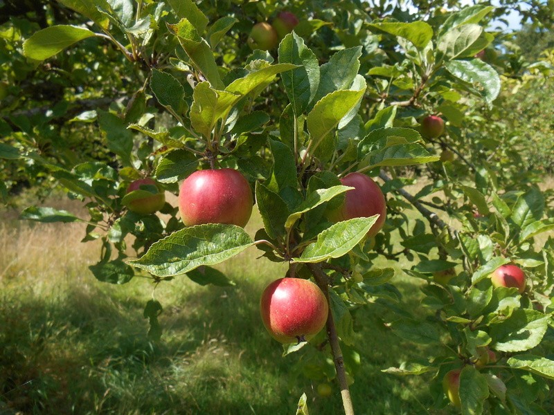 apple tree, red, wellbeing, summer, leaf, autumn, sunlight, tree, harvest, healthy, 5K, fruit tree, apples, apple orchard, ripe, season, outdoors, garden