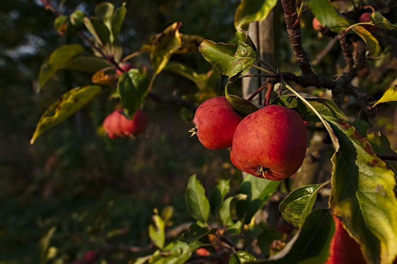 red, green color, gardening, apple tree, autumn, vitamins, fruit trees, close-up, leaf, fruit, ripe, plant, 5K, focus on foreground, branch, food and drink