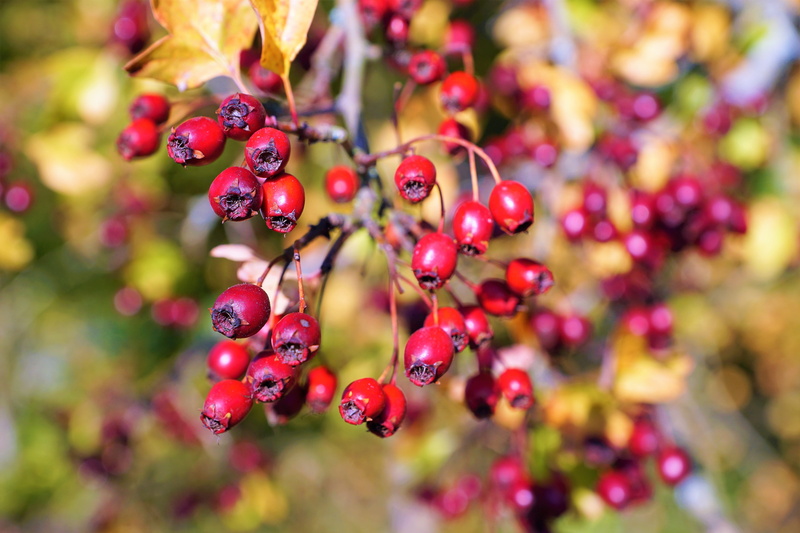 food, delicious, rose hip, park, no people, vegan, hobby, tree, bio, eat, rowanberry, plant, ripe, fruit, day, 5K, garden, smoothie, red, wellbeing, garden summer