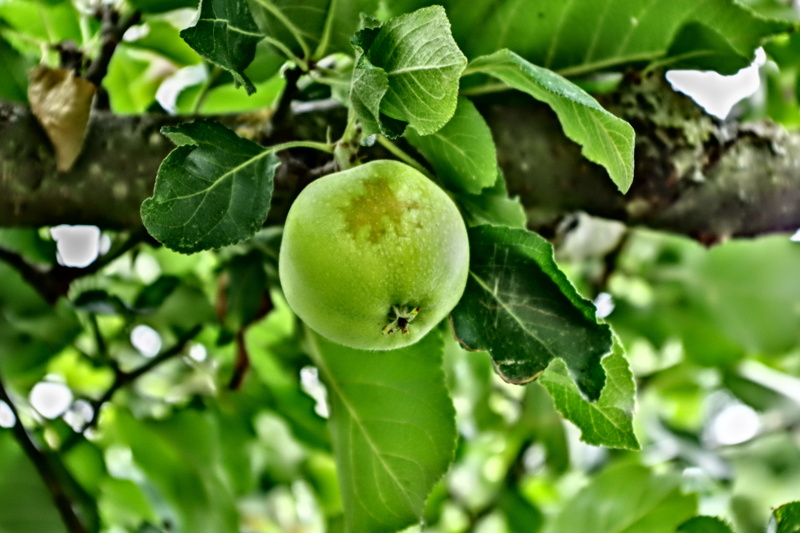day, food and drink, nature, food, wellbeing, apple, delicious, eat, garden, apple tree, focus on foreground, juicy, home, calories, tree, plant part, orchard