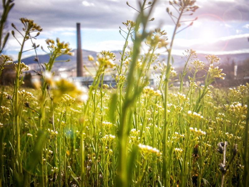 blade of grass, future, green power, beauty in nature, plant, no people, land, energy, freshness, tranquility, day, sunlight, springtime, grass, landscape
