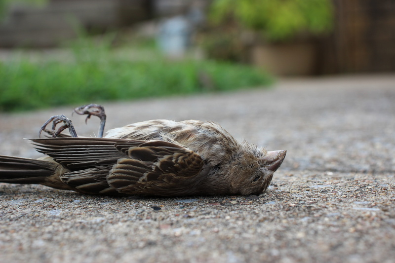animal wildlife, wicker, 5K, surface level, animal themes, mammal, selective focus, animal, domestic animals, animals in the wild, bird, day, one animal