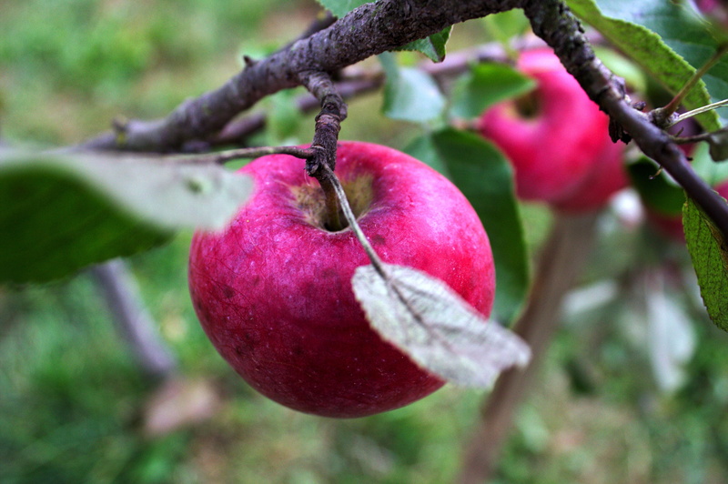 day, outdoors, garden, organic, red, ripe, nutrition, sweet, tree, healthy, 5K, growth, dessert, green, beauty, healthy eating, wellbeing, plant, plant part