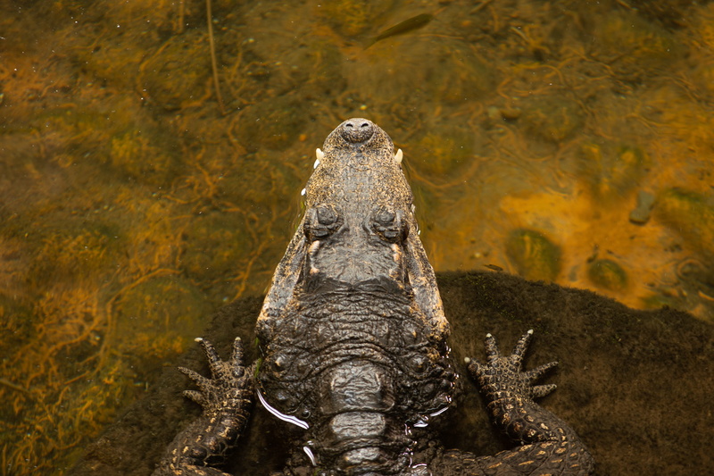 marine, dwarf crocodile, claw, vertebrate, animal wildlife, swamp, alligator, animals in the wild, no people, one animal, 2K, iguana, box turtle, sea