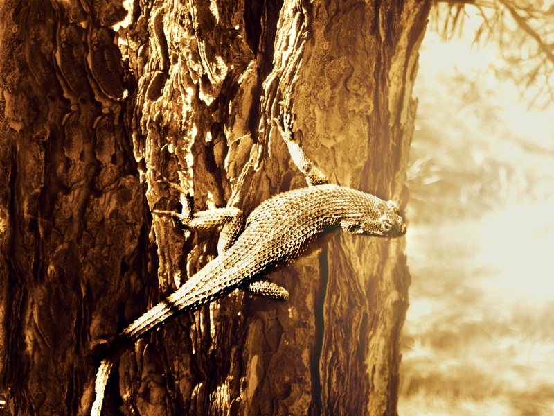 creature, wildlife, close, animal wildlife, head, sand, tree, nature, day, outdoors, sunlight, no people, trunk, animal themes, iguana, wild, vertebrate