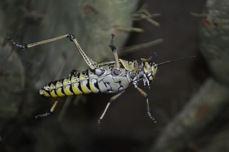bug, poisonous, macro, close-up, large bugs, roach, limb, cricket, locust, day, focus on foreground, environment, yellow, invertebrate, grasshopper, animal body part