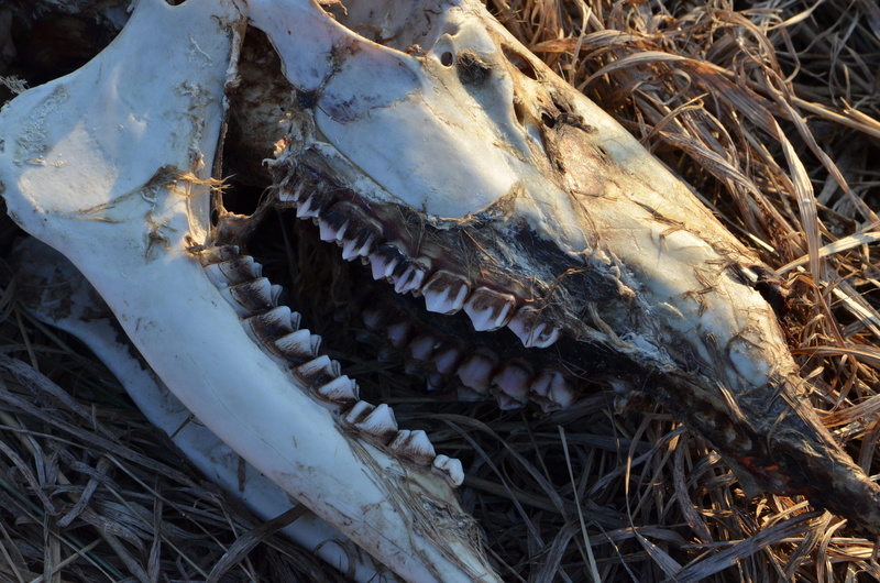 skeleton, dead, bone, nature, eating, animal body part, no people, skull, field, animal wildlife, day, food, jaw, invertebrate, teeth, deer, animal head