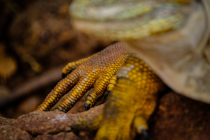 plant, produce, animal, wildlife, anole, claw, salamander, tree, sea life, seashell, animals in the wild, gecko, food, outdoors, snake, anchor, animal themes
