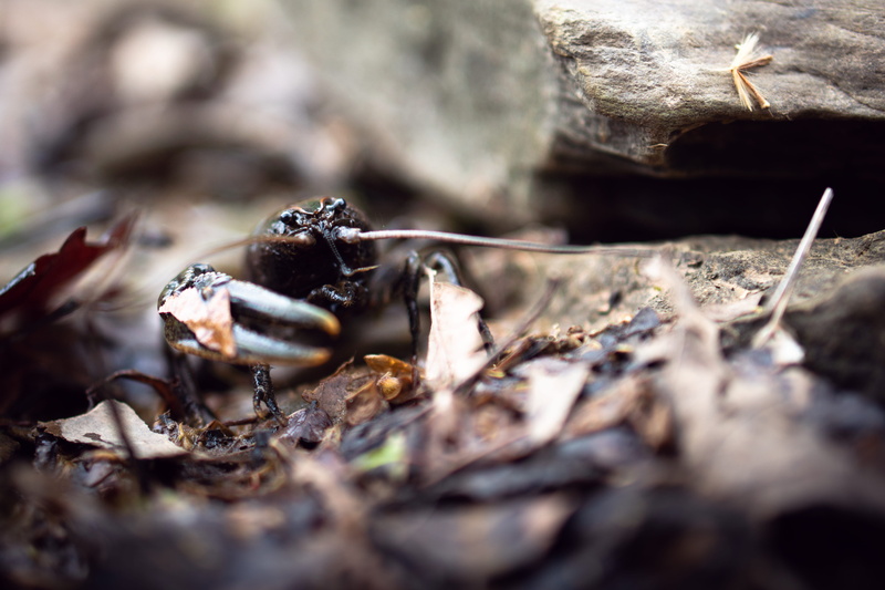 wood - material, plant part, crawdad, arachnid, crustacean, plant, bird, outdoors, land, tree, cricket insect, photo, ant, low, nature, selective focus