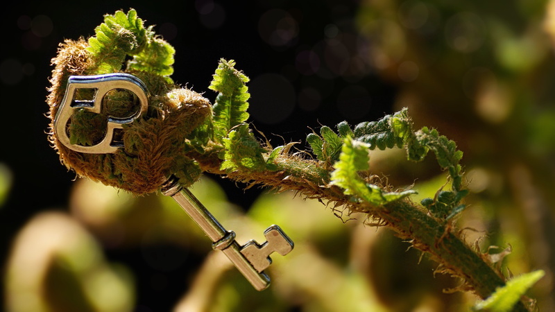 mood, vascular cryptogams, animal themes, gray, close-up, spiritual, food, skeleton, unroll, animal, branch, plant part, emotions, green, small, macro