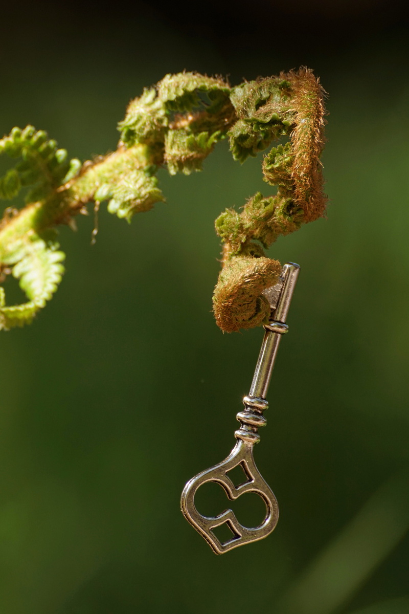 fern, fresh shoots, colored, focus on foreground, spiritual, silver, unroll, mood, sunlight, beauty in nature, plant part, vascular cryptogams, breakdown