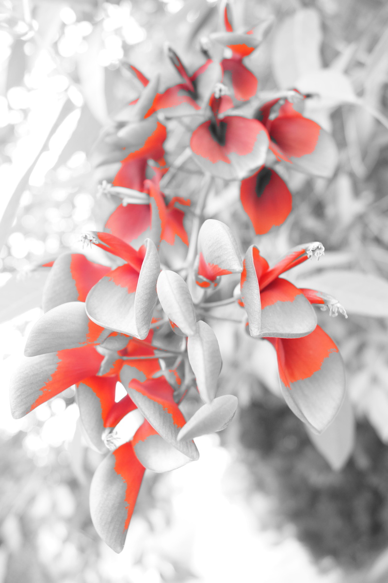 green, valentines day, no people, sun, summer, high angle view, close-up, affection, isolated color, vegetation, beauty, plant, red, marina di massa, Flower