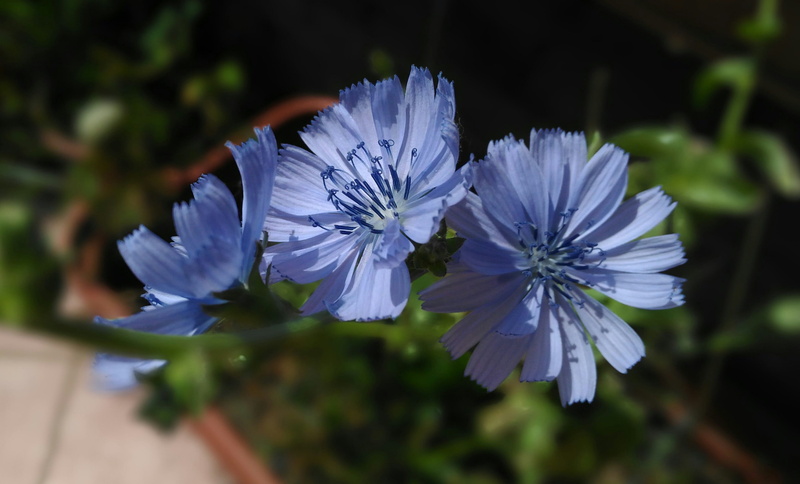 focus on foreground, chicory, flower, the flowers of chicory, purple, no people, spontaneous, day, blue, fragility, vulnerability, 2K, inflorescence, petal