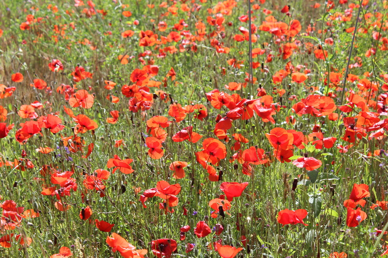 meadows, flowering plant, fields, bloom, summer, beauty in nature, freshness, outdoors, 5K, rossi, flower head, nature, flowerbed, spontaneous, field