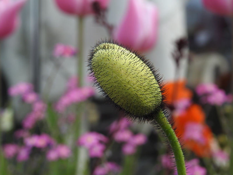 nature, no people, growth, fragility, beauty in nature, day, bloom, selective focus, summer, pistil, freshness, flower head, vegetation, outdoors, flower