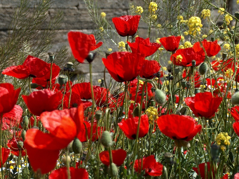 growth, field, poppy, freshness, rose, bloom, flower head, flower, vulnerability, fragility, petaled, 2K, meadows, flowers, nature, outdoors, close-up