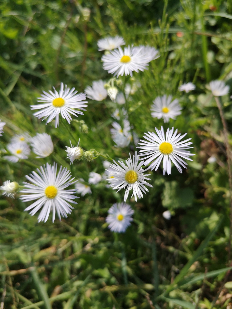 white color, sous rosettes, petal, no people, sunny day, white sigalben, pollen, 4K, flower, green grass, close-up, plant, growth, flowering plant, inflorescence