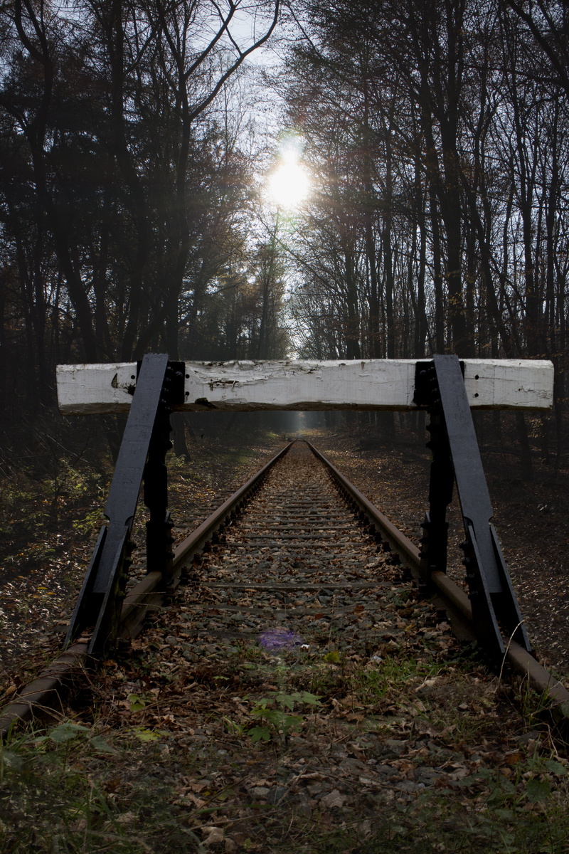 bill, mood, direction, tranquility, sunbeam, 5K, autumn, sun, forest path, tranquil scene, rail transportation, buffer stop, field, track, glade, outdoors