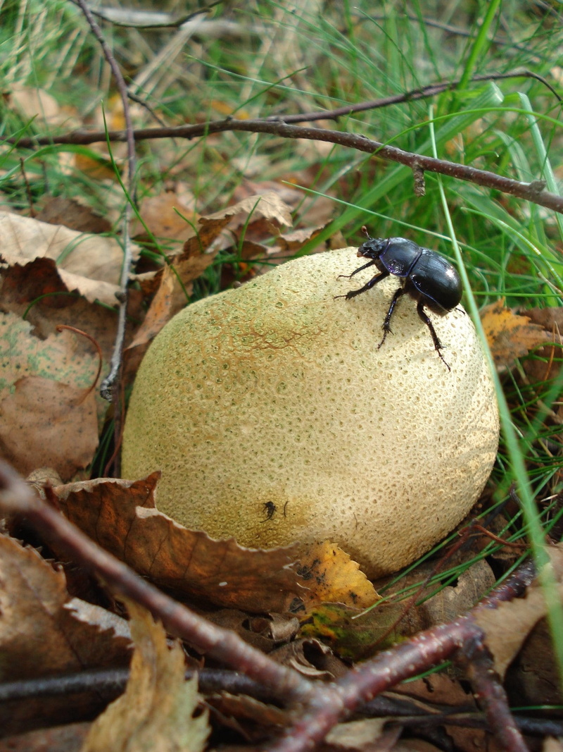 mushroom, animals, tree, high angle view, citrinum, poisonous, food, food and drink, animal wildlife, nature, autumn, day, potato piz, selective focus