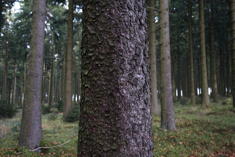 grass, land, wood, color, tree trunk, beautiful, day, plant bark, nature, bark, focus on foreground, relaxation, spruce, plant, forest, landscape, 5K