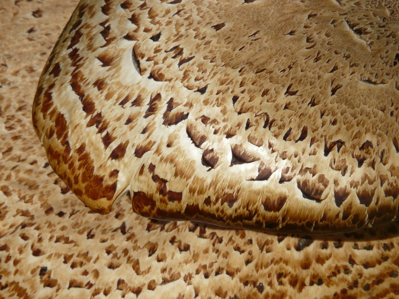 sweet food, land, freshness, baked, edible, shaft squamosus, brown, tree stump, still life, pattern, close-up, temptation, fungal species, homemade, scale