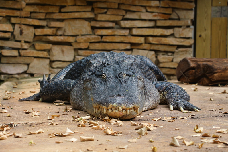 beauval, legs, outdoors, predator, claws, animal wildlife, œil, animal themes, 5K, resting, sand, rest, no people, terrarium, relaxation, lying down, crocodile