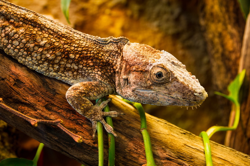 brown, outdoors, animal head, 5K, snake, face, scales, plant, close up, lizard, no people, frog, branch, animals in the wild, one animal, animal themes