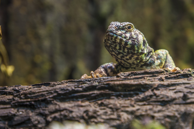 selective focus, exotic, animal themes, vertebrate, zoology, little, wild, outdoors, animals in the wild, wildlife, animal wildlife, plant, focus, green