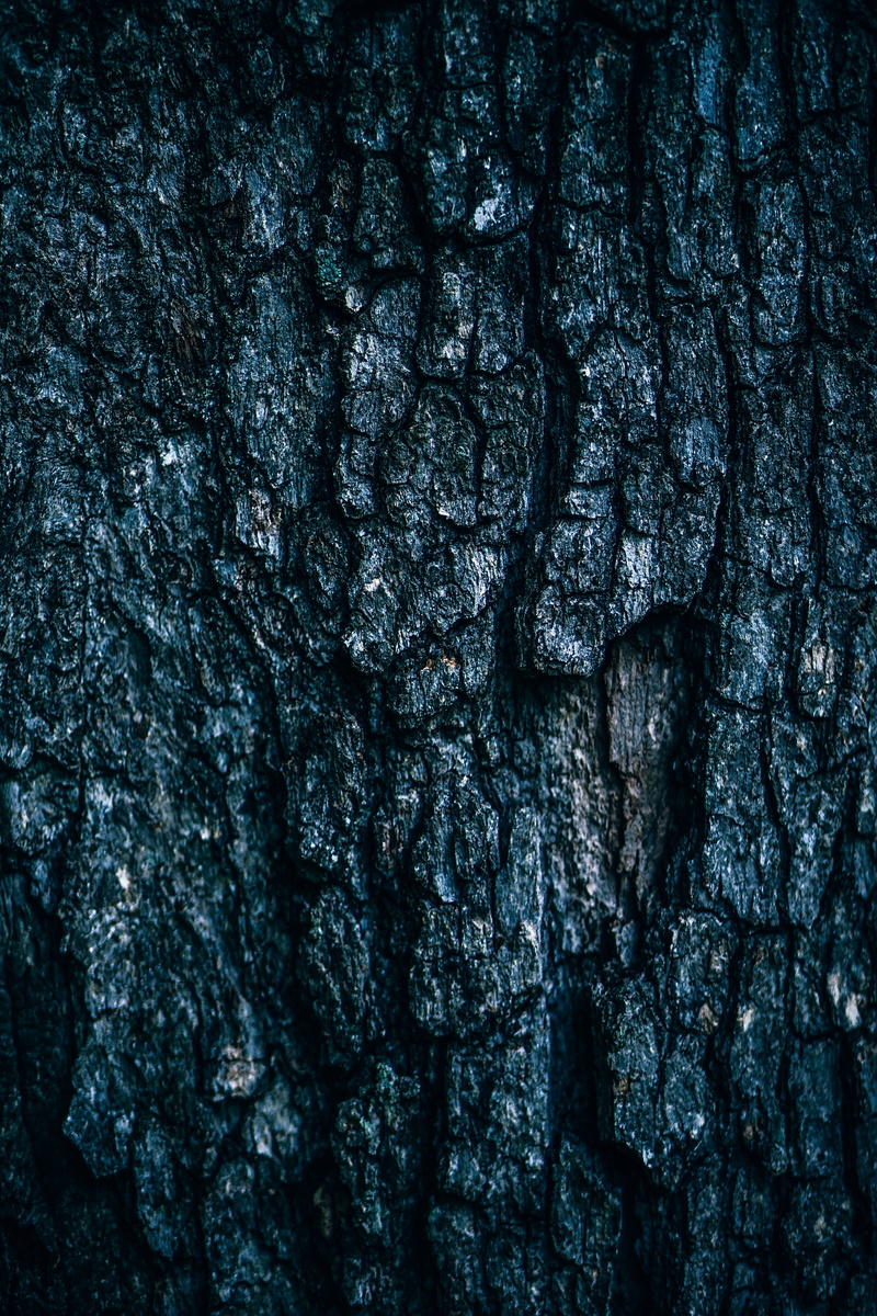 tree, bark, wooden, cracked, growth, natural pattern, outdoors, wood, natural, trunk, textured, close-up, solid, dark, textured effect, tree trunk, abstract
