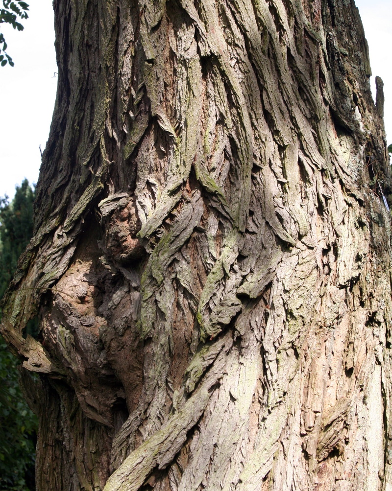 game of thrones, Face, face on tree bark, tree bark in shape of face, close-up, weirwood tree, tree, no people, Tree Bark, wood - material, brown, rough