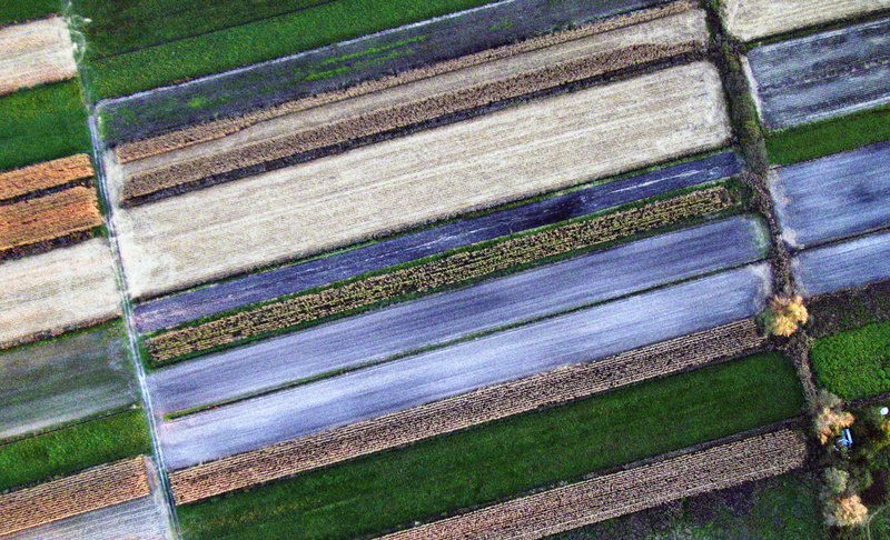 crops, nature, pattern, plant, close-up, grass, blue, high angle view, eye, land, backgrounds, field, full frame, no people, outdoors, rows, s, hard, wood - material