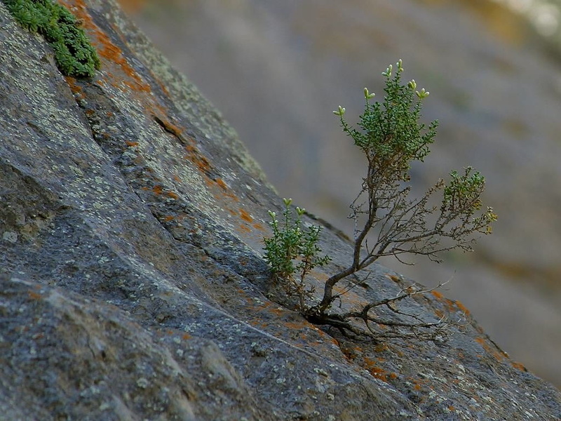 plant, textured, close-up, bäumchen, tough, young, tranquility, rough, nature, small, beauty in nature, seedling, no people, selective focus, outdoors
