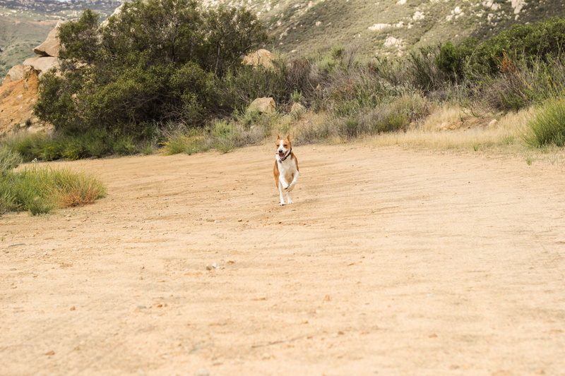 cattle dog, front view, dog, full length, real people, lifestyles, women, 4K, runner, hiking, walking, one person, adult, casual clothing, outdoors, plant